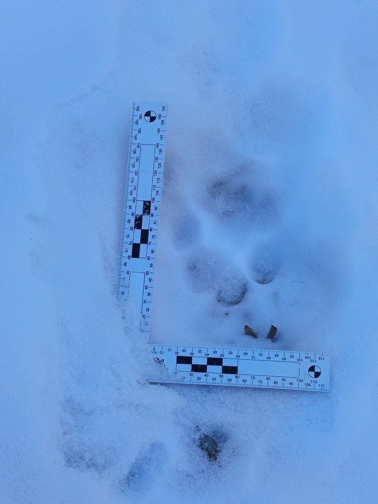 A snow-leopard paw print recorded in snow in Mongolia.