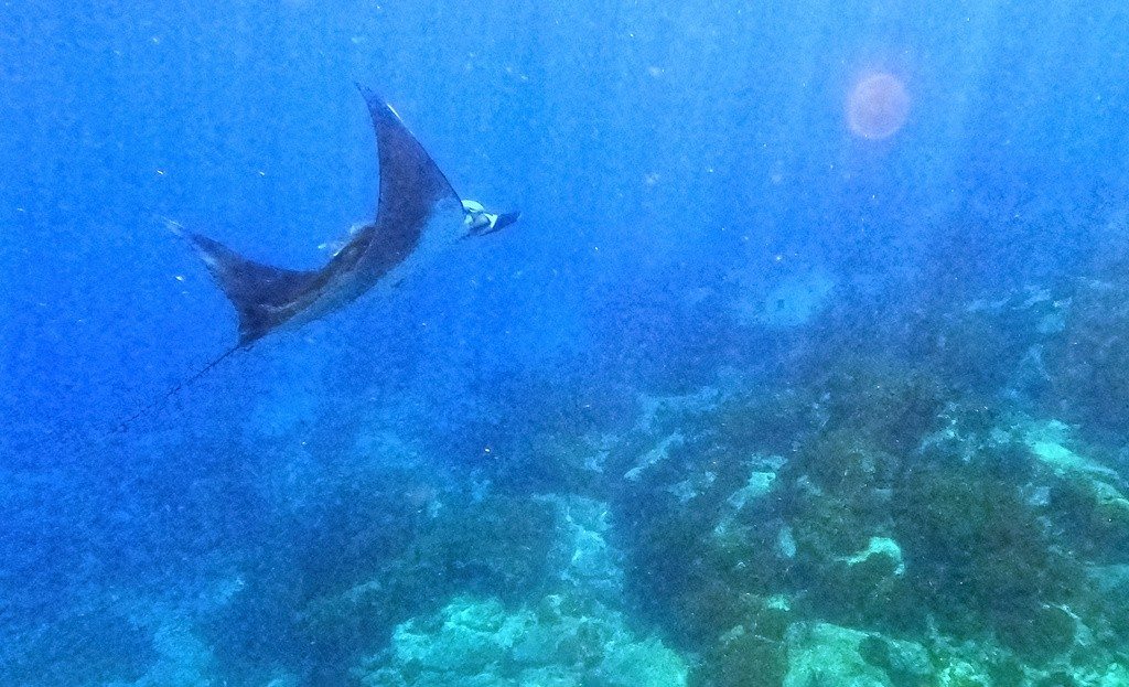 An oceanic manta ray swims above a reef off Mexico.