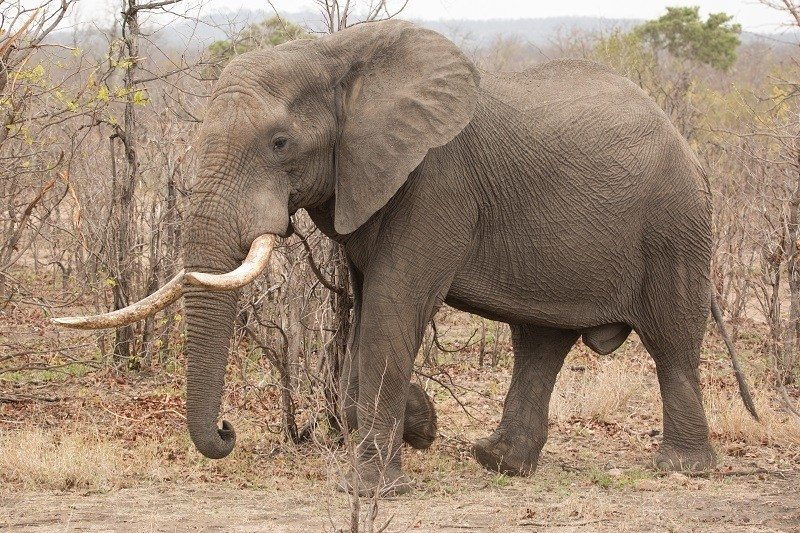 An elephant browses among shrubs in Kruger National Park.