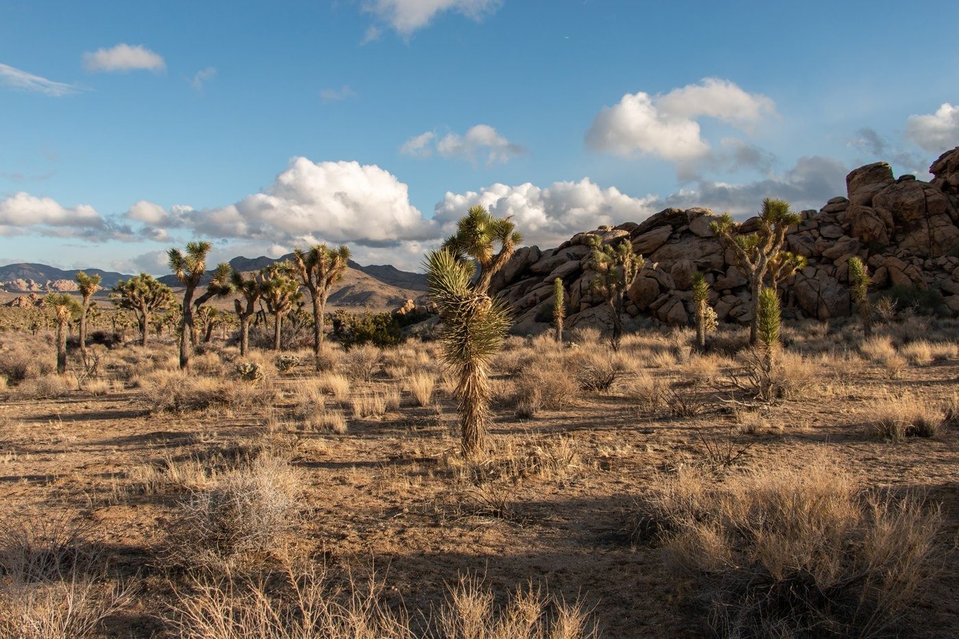 Field of Joshua trees and boulder landscape.