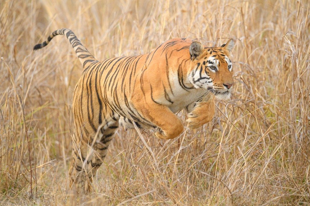 A Bengal tiger walks through tall golden grass.