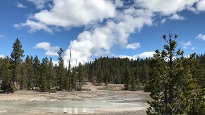 Steam rises into the blue sky from the forest where Steamboat Geyser is tucked away.