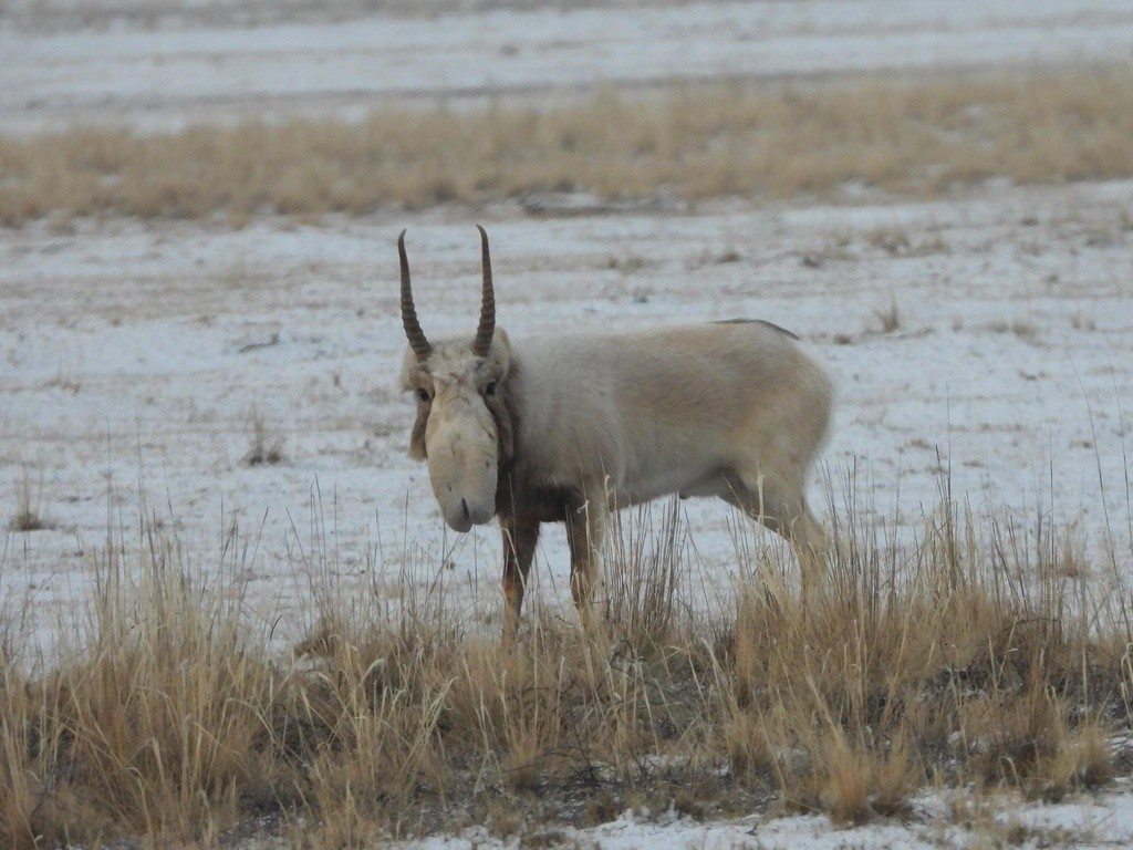 A saiga faces the camera in low grassland.