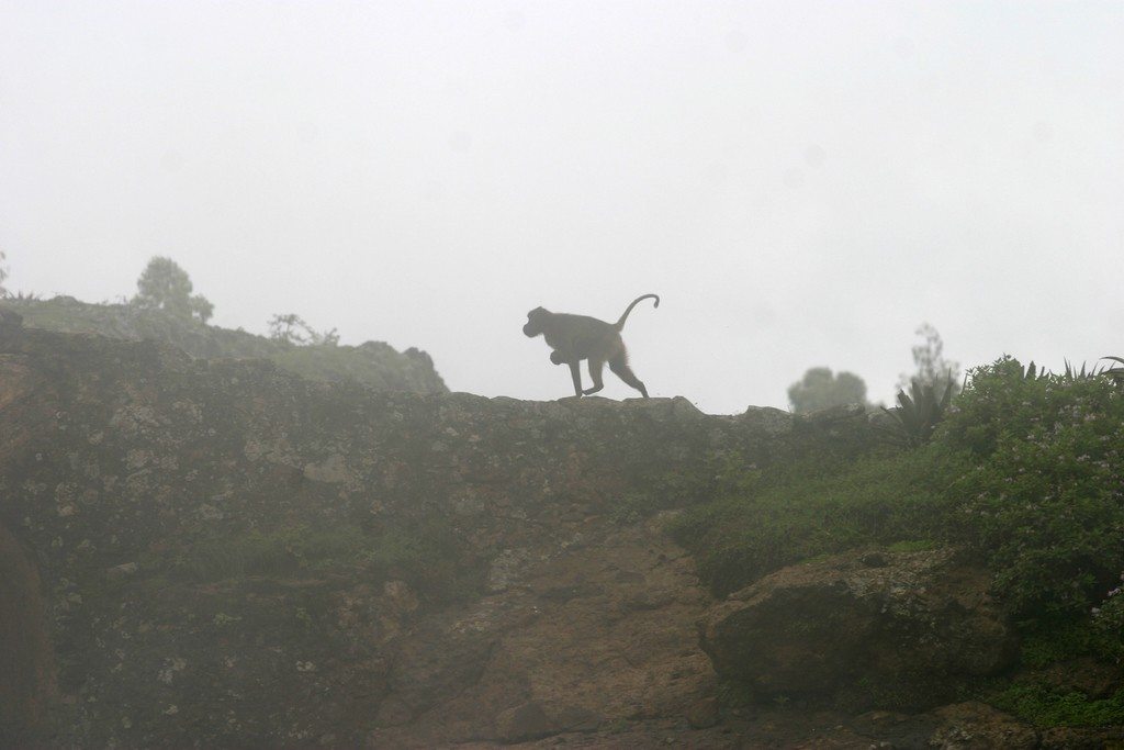 A gelada moves across a misty ridgeline.