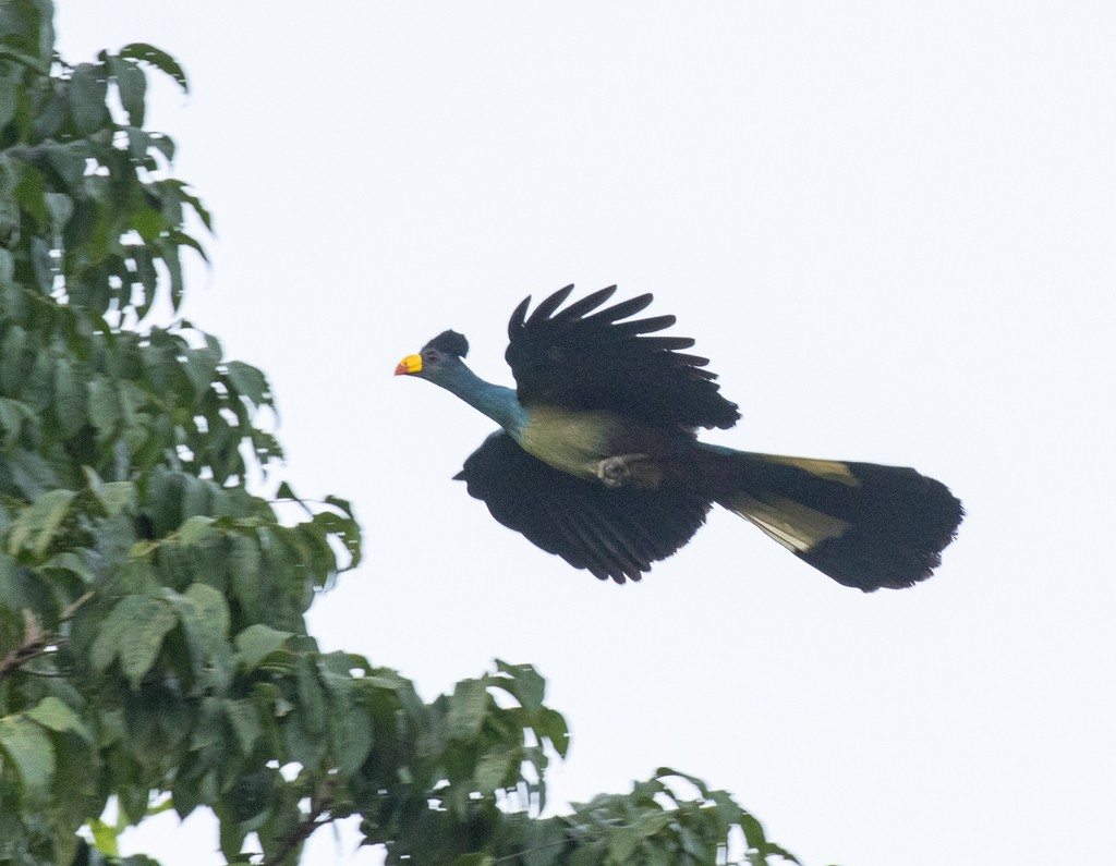 A great blue turaco spreads its wings in flight.