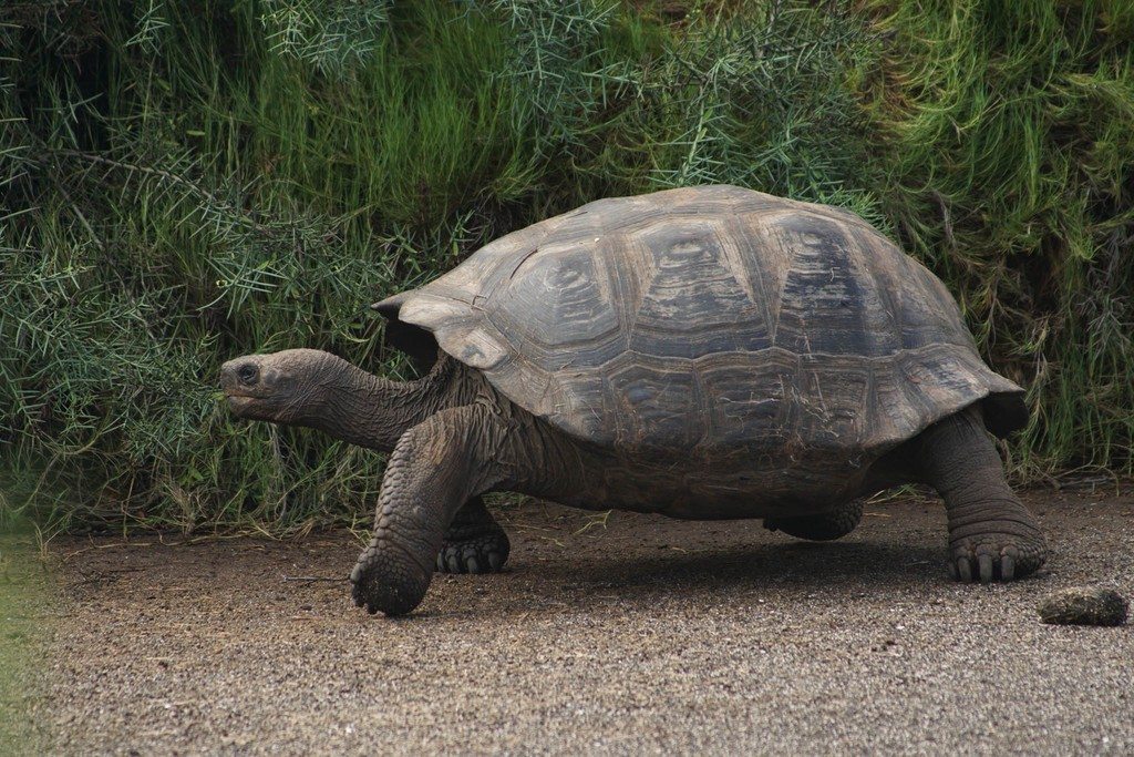 A giant tortoise walks on sturdy legs across Isabela Island.