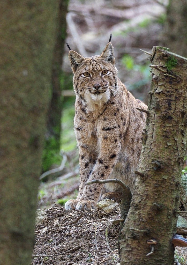 A Eurasian lynx stands in a woodland setting.