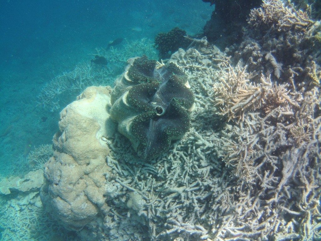 A giant clam sits embedded in reef habitat.