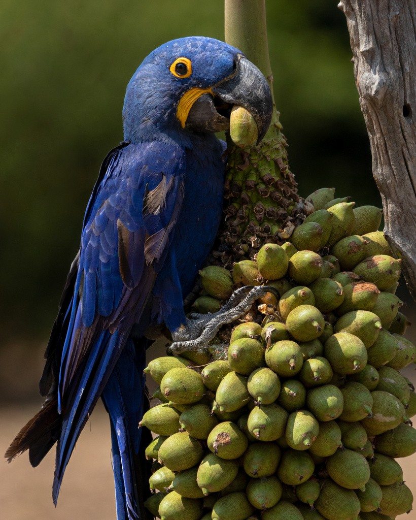 A hyacinth macaw grips a palm-fruit cluster.