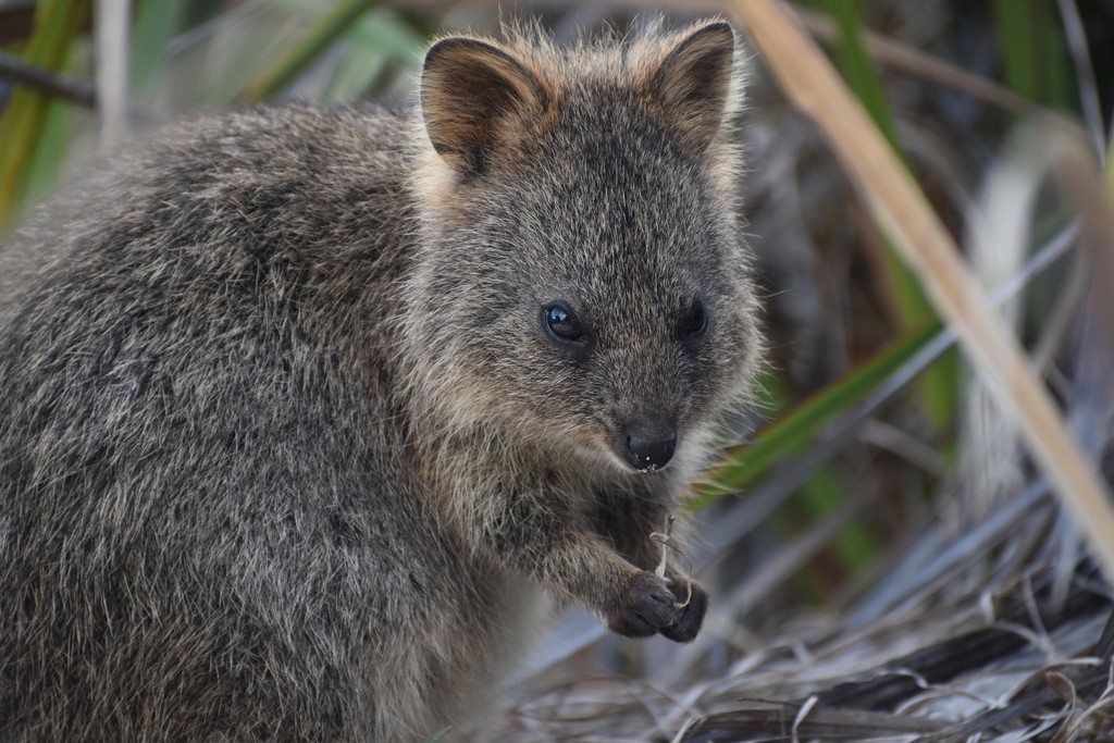 A quokka holds its forepaws close to its chest.