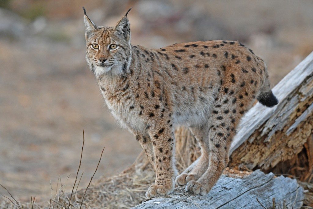 A Eurasian lynx sits on snow with its ear tufts raised.