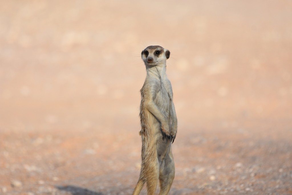 A meerkat stands watch in the Kgalagadi.