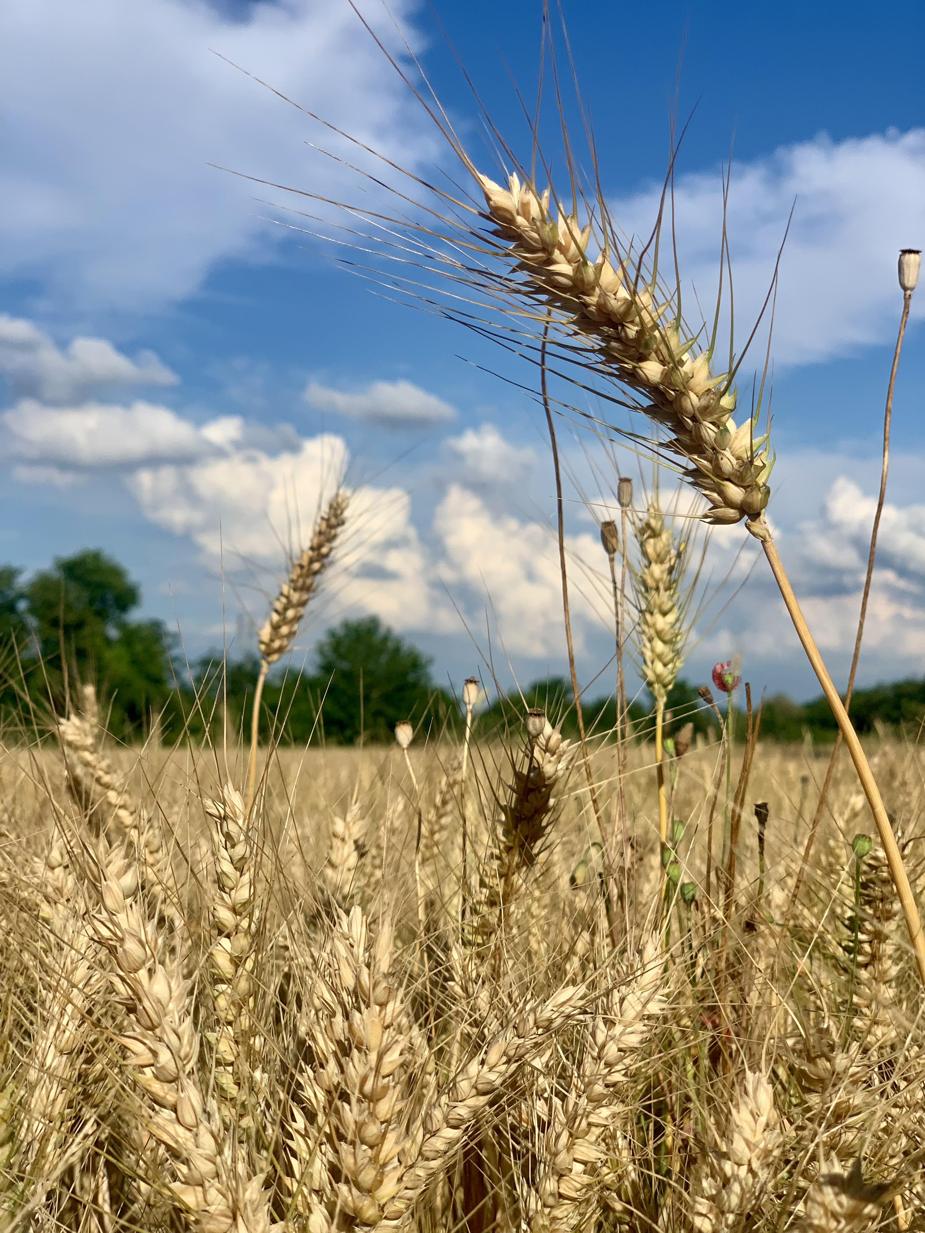 Ripe wheat heads stand in a field beneath a blue sky.
