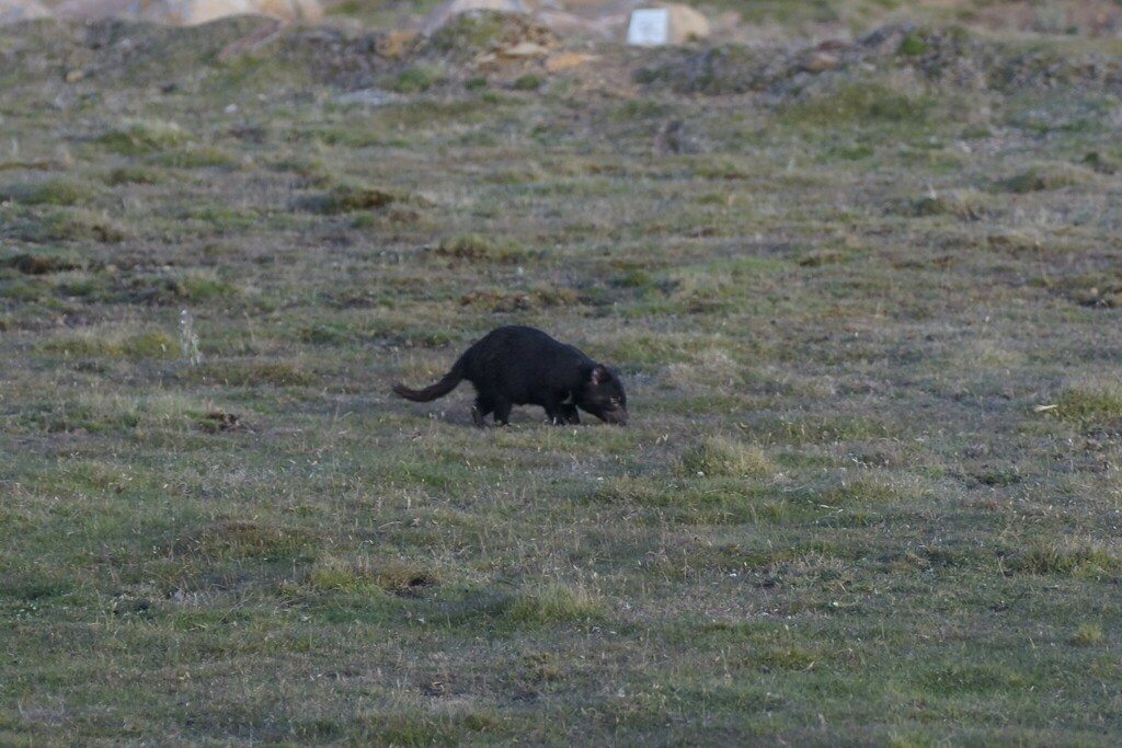 A Tasmanian devil moves across open ground on Tasmania's Central Plateau.