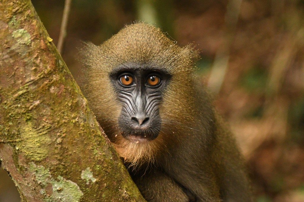 A mandrill peers around a tree trunk in Gabon.