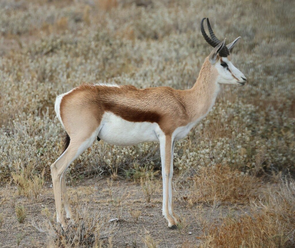 A springbok's dark flank stripe contrasts with its pale belly.