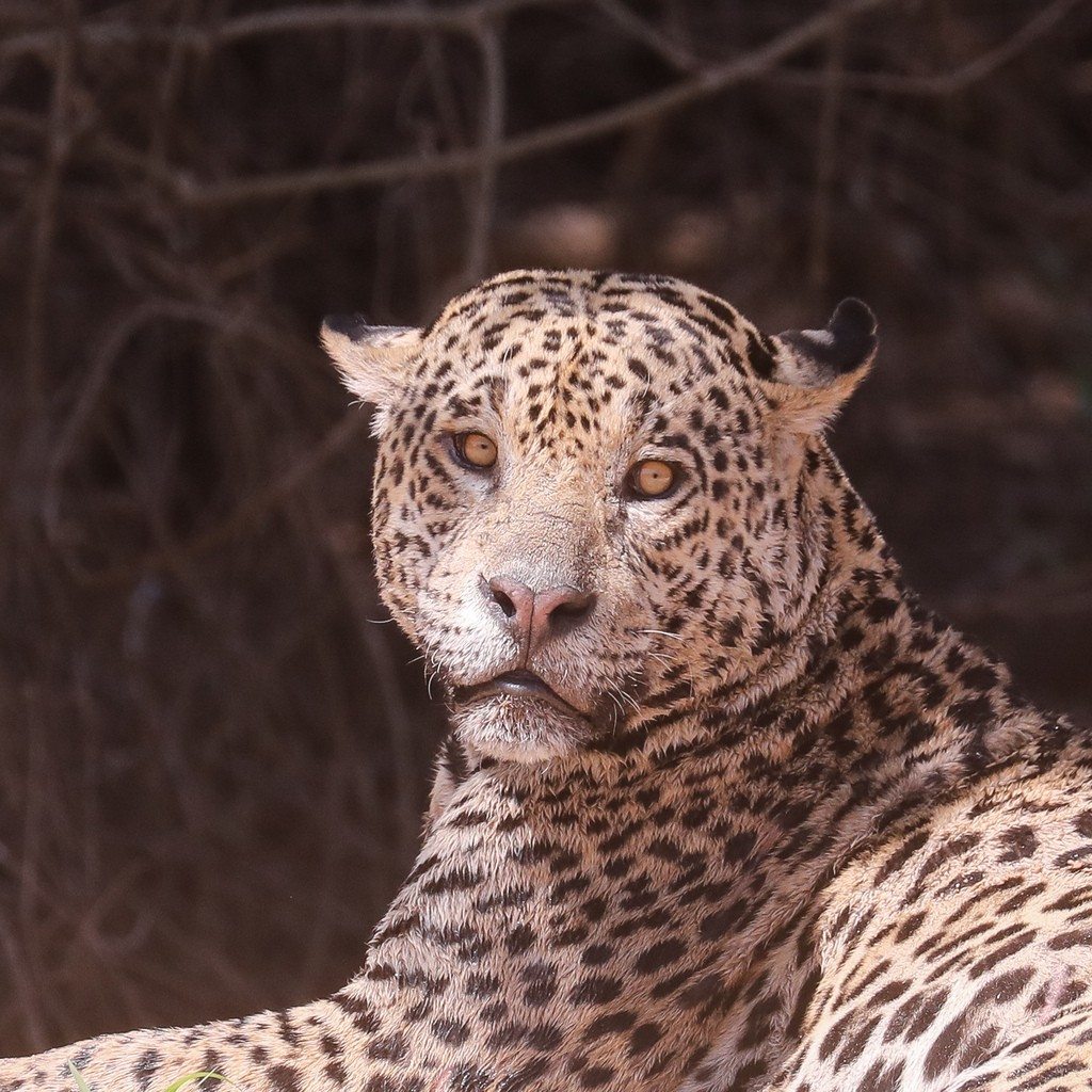 The jaguar's rosette pattern is visible in this close view from Brazil's Pantanal region.