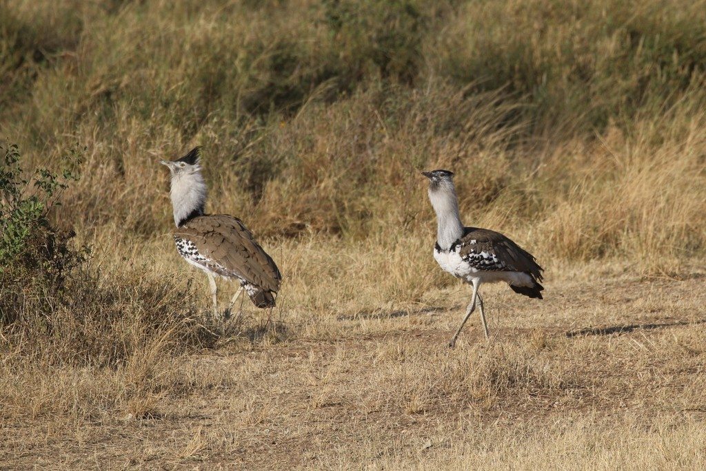 Two kori bustards stand in dry grassland.