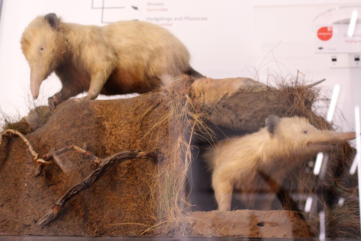 Preserved Cuban solenodons at the Cambridge University Museum of Zoology.