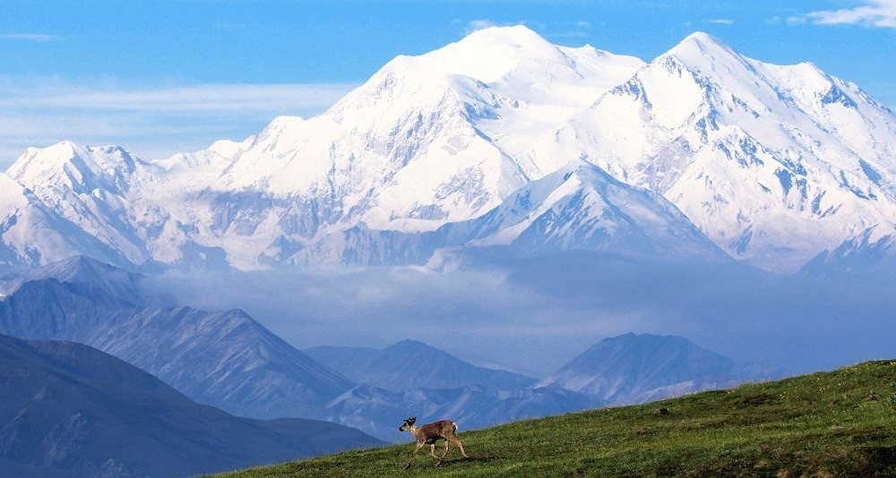 a caribou runs down a hill in front of Mount McKinley
