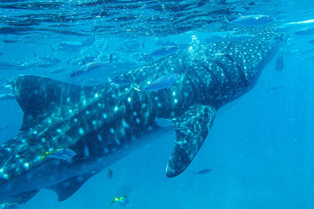 A whale shark's spotted back passes just below the surface in the Philippines.