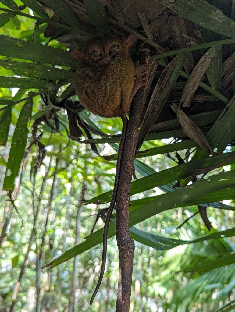 A Philippine tarsier clings among leaves and stems.