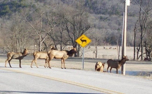 color photo of elk crossing road across center of picture with Elk Crossing sign in yellow at center