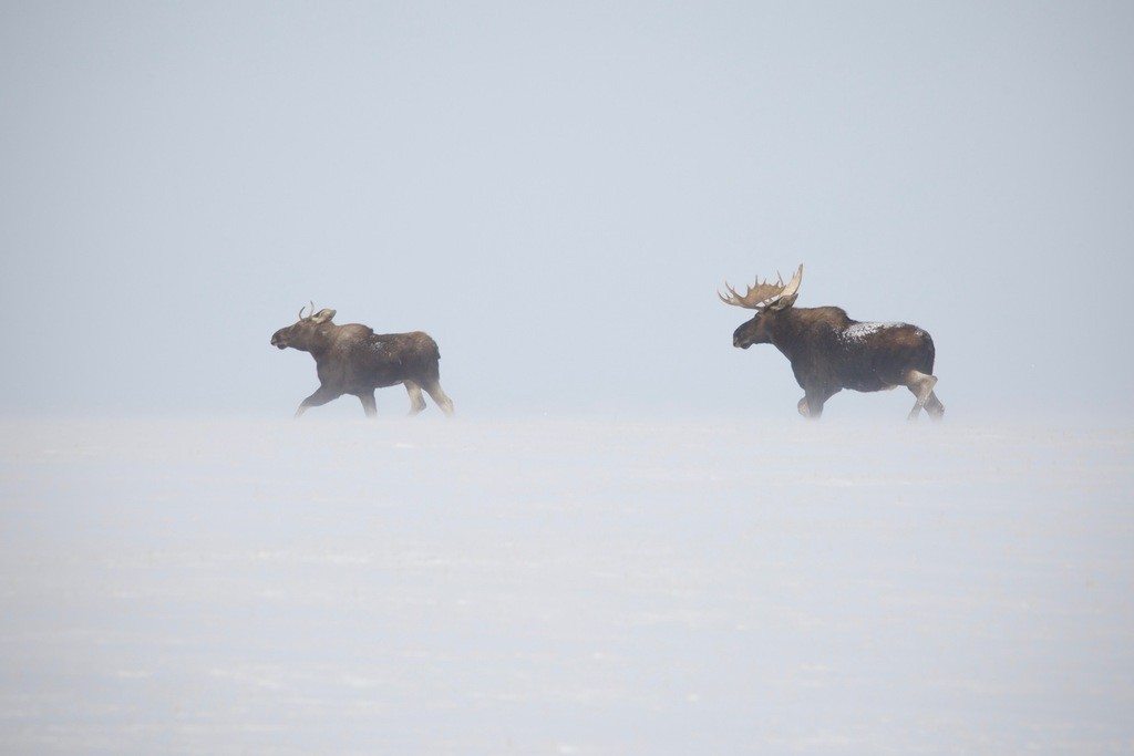 Two moose cross a snowy landscape in Canada.