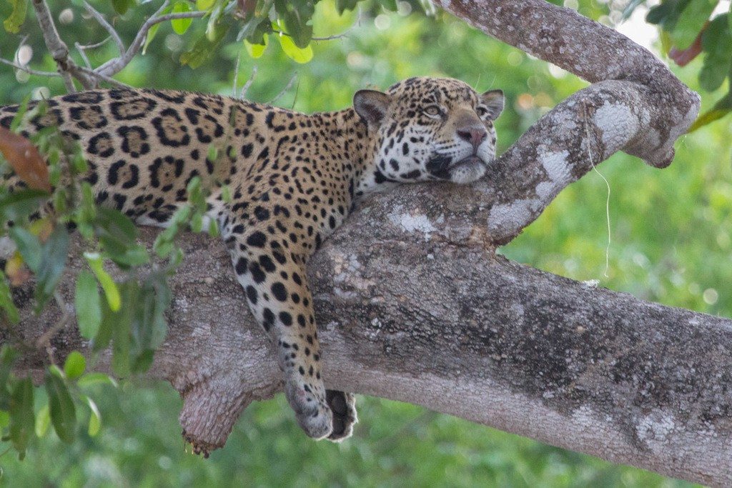 A jaguar rests along a tree branch in Mato Grosso.