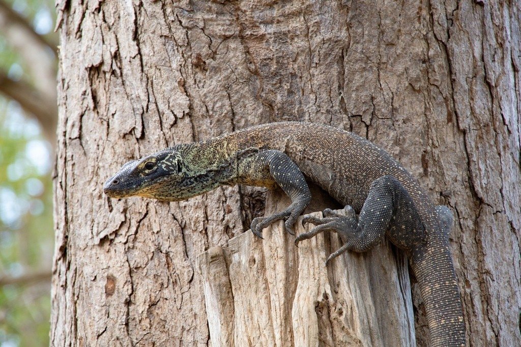 A young Komodo dragon climbs a tree trunk.