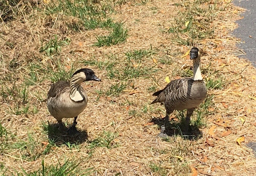 Two nēnē stand together on dry ground.