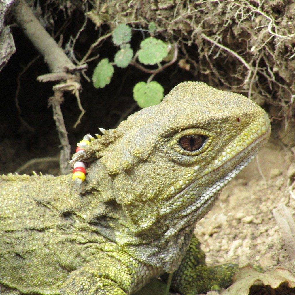 A tuatara's eye and scaly head seen close up.
