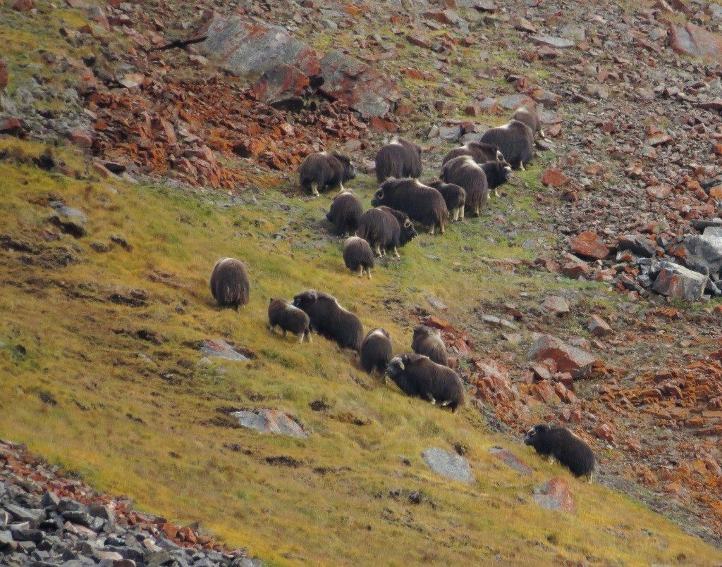 Muskoxen form a group on a rocky tundra slope in Greenland.