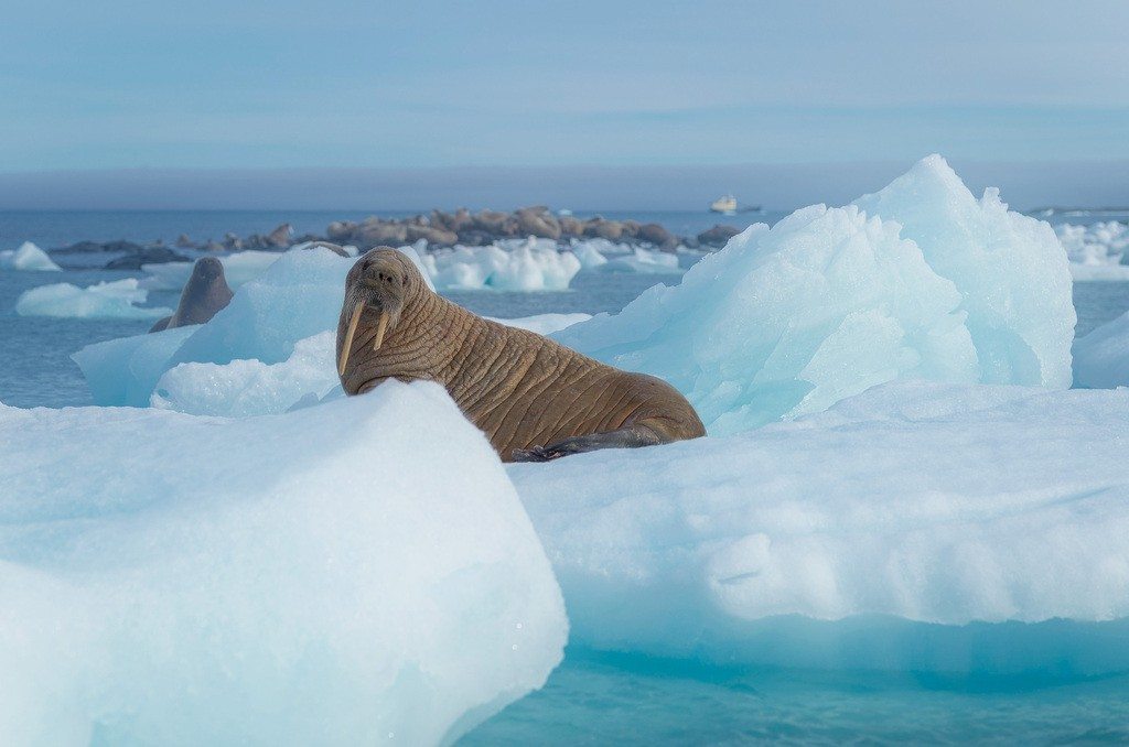 A walrus rests on sea ice in Svalbard.