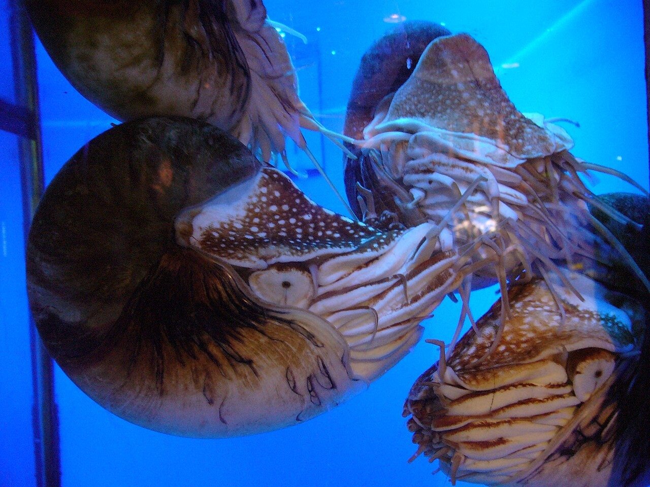 Chambered nautiluses extend their tentacles from striped shells in an aquarium.