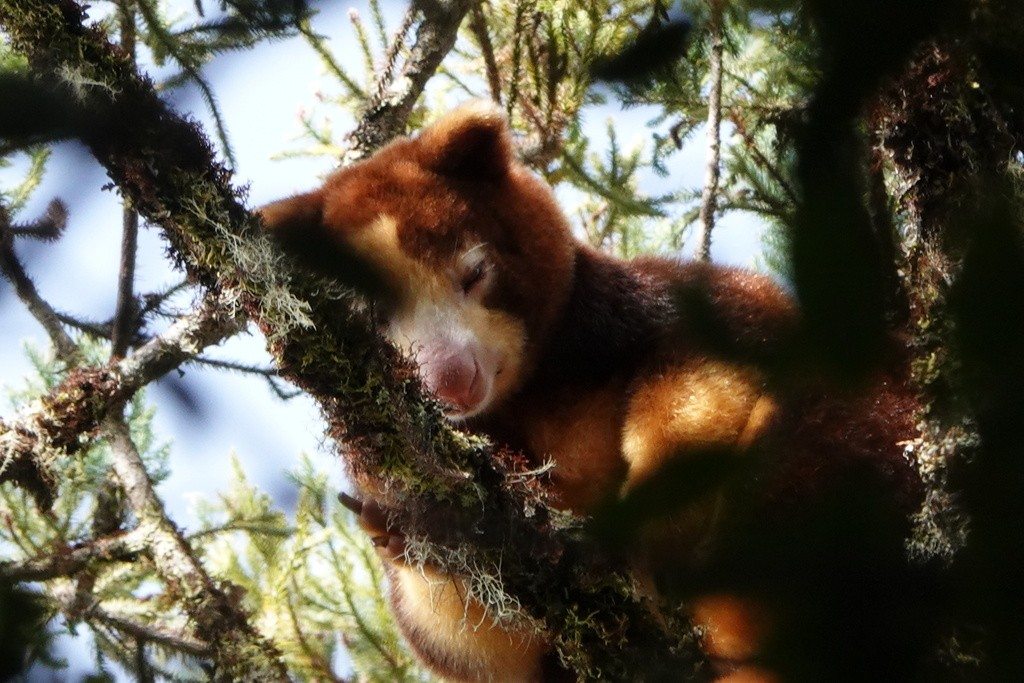 A closer view of the same tree-dwelling kangaroo among leaves.