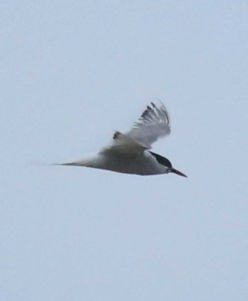 An Arctic tern in flight during an observation from India.