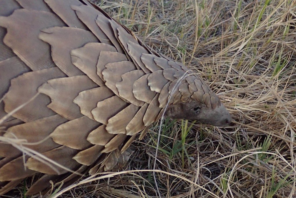 Overlapping scales protect a ground pangolin's head and shoulders.